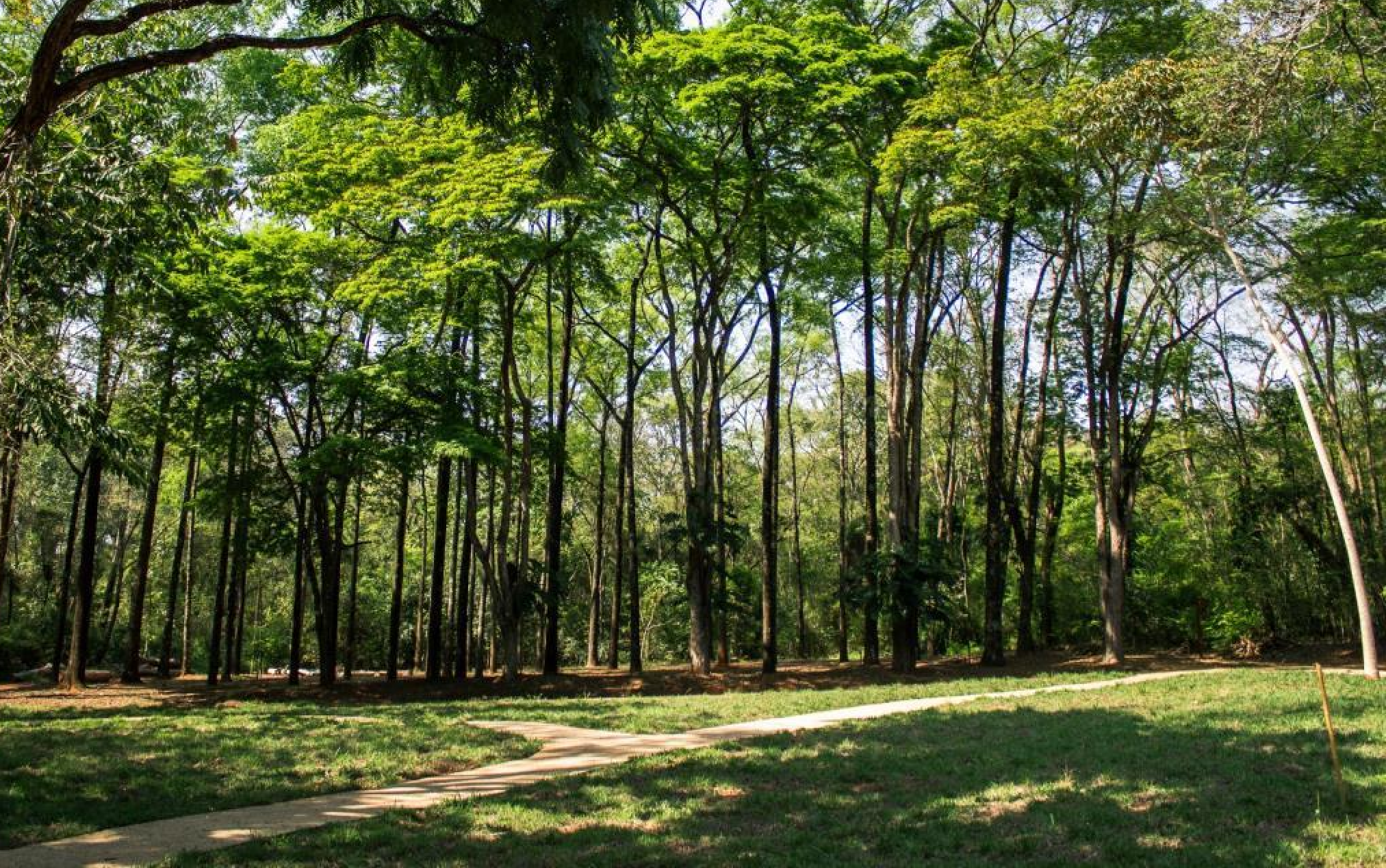 Horto Florestal